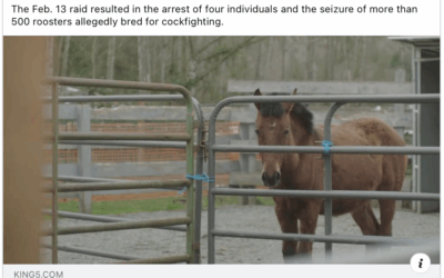 KING‑5 TV: Horses Rescued During Cockfighting Bust Find New Hope